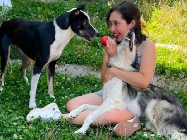 Perros en adopción tras fallecimiento de su dueña