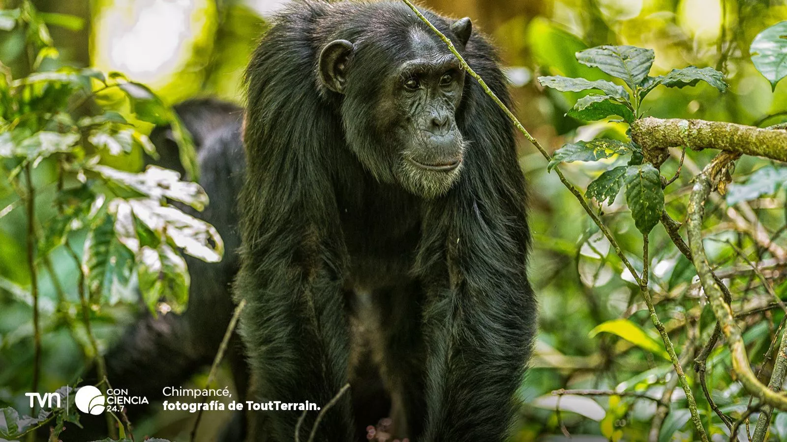 Chimpancés y cristales.