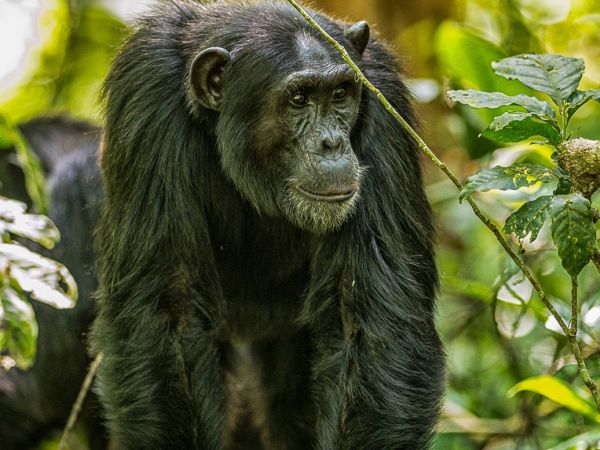 Chimpancés y cristales.