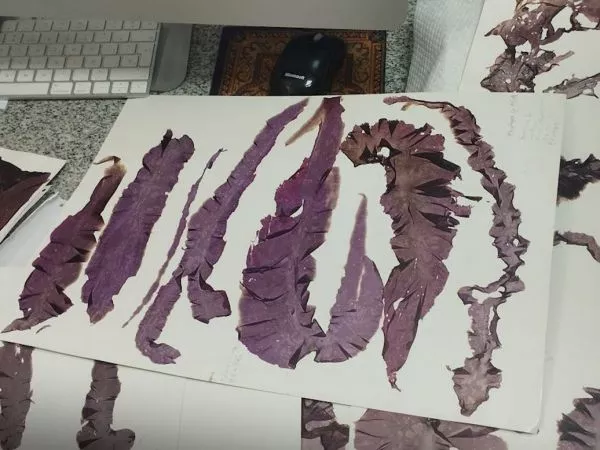 Descubren tres nuevas especies de algas rojas en el Pacífico.