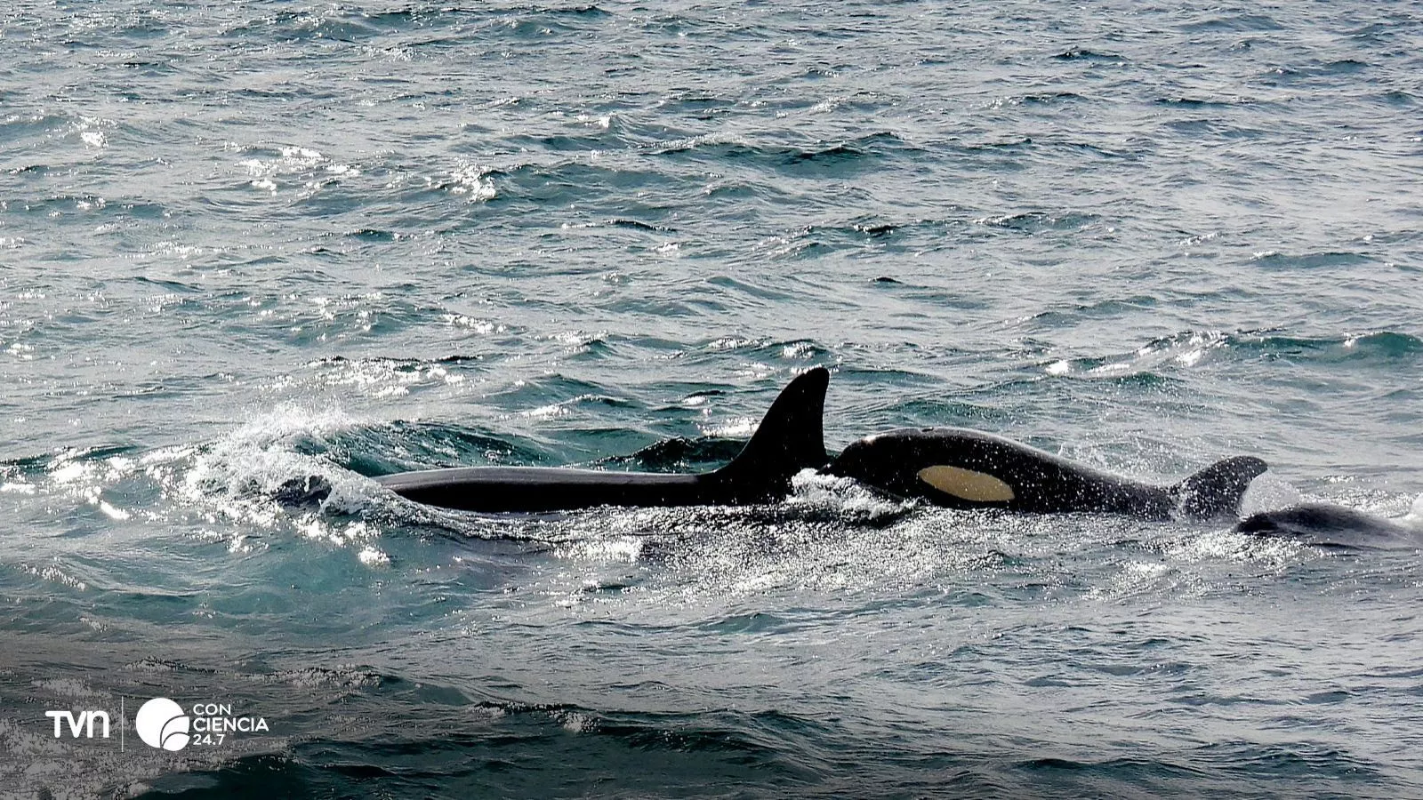 Aleta de orca comida por otra orca.