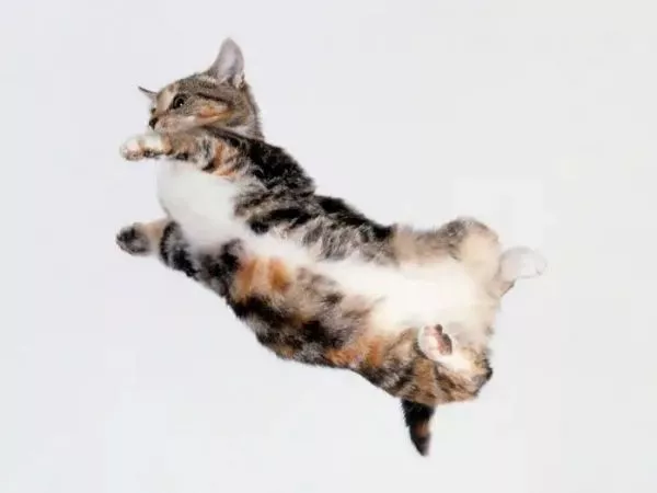 Un gato en caída libre reorienta su cuerpo en milisegundos con una precisión que desconcertó a la física durante más de un siglo.