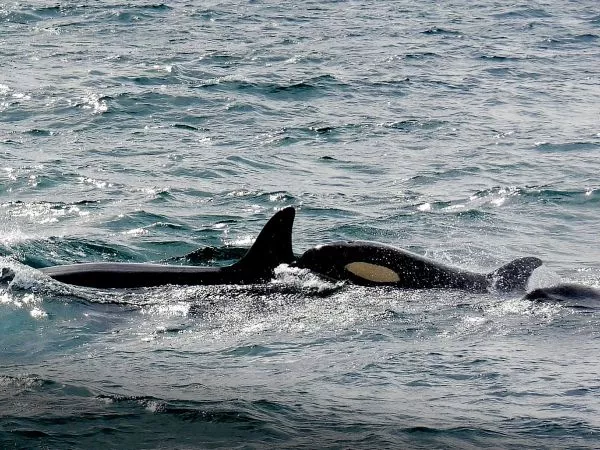 Aleta de orca comida por otra orca.