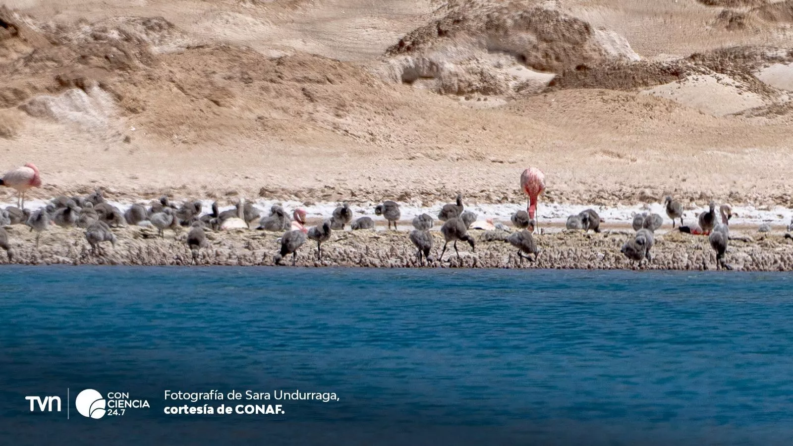 Más de mil polluelos de flamenco nacen en el salar de Maricunga.