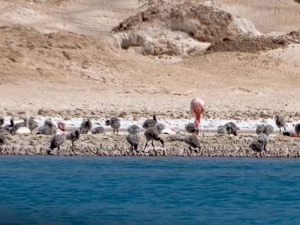 Más de mil polluelos de flamenco nacen en el salar de Maricunga.