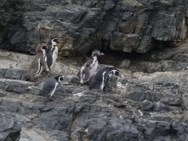 pingüino de Humboldt