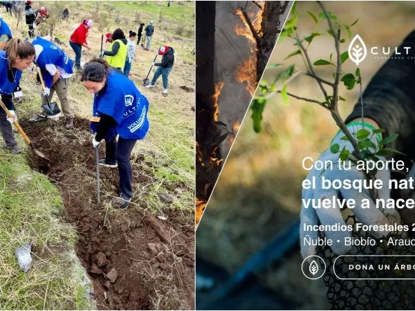 Campaña busca reforestar zonas afectadas por incendios