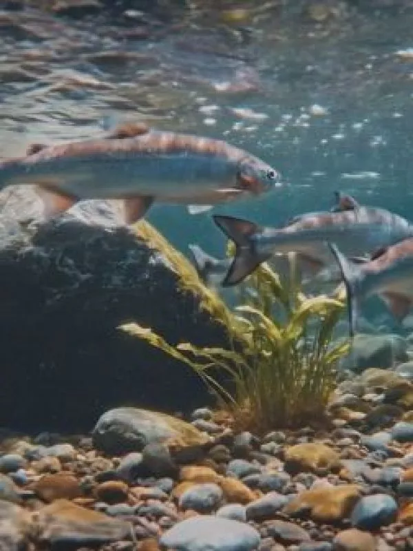Salmón: “Cooperación en superficie, guerra bajo el agua”