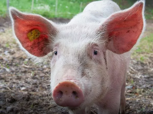 Esófago cultivado para cerdo.