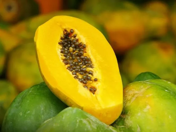 Papaya carica.