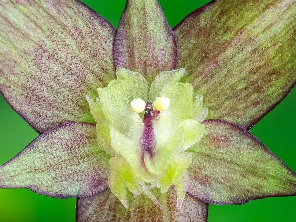 Descubren 4 nuevas plantas amenazadas en zona central.