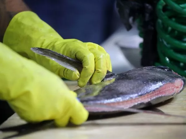 Pescado
