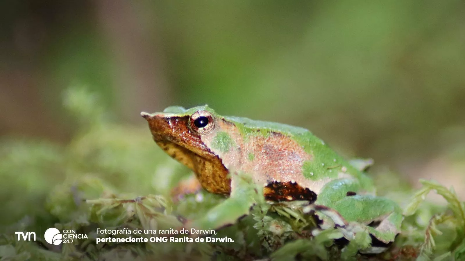 Ranitas de Darwin.