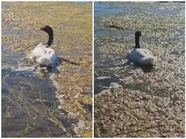 Más de 120 cisnes de cuello negro murieron en lago Budi por gripe aviar