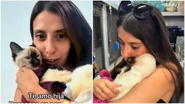 Gata murió tras comer piedras sanitarias: joven argentina llama a crear conciencia