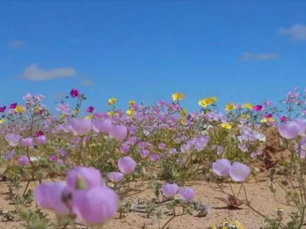 El laboratorio donde se cultiva el desierto florido