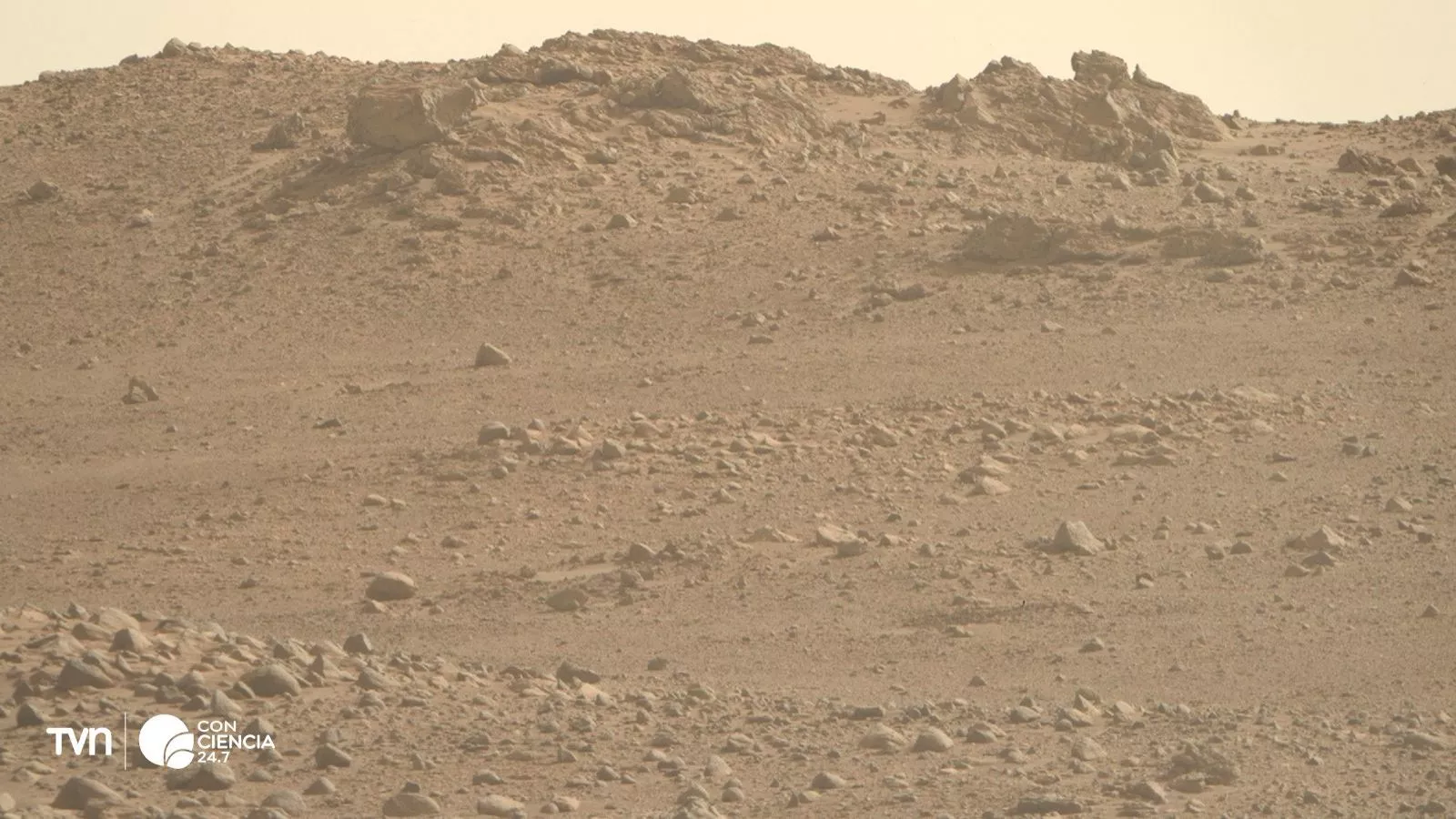 Hongo terrestre podría sobrevivir en Marte.