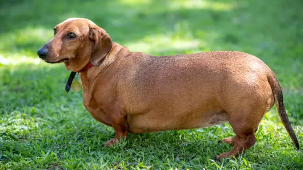 perro obeso