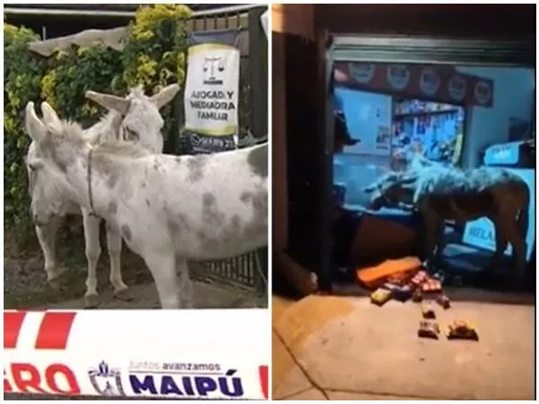 Insólito en Maipú: dos burros escaparon, entraron a un almacén y comieron productos del local