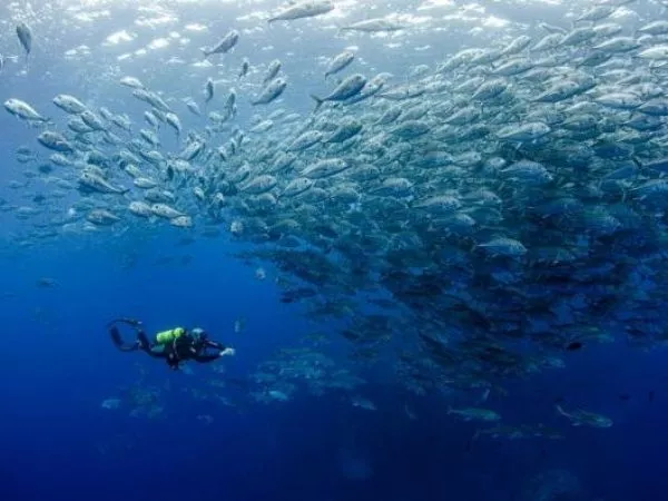 oceanos UdeC
