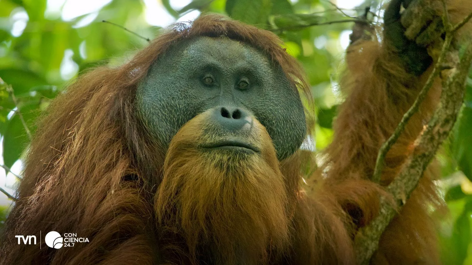Orangután de Tapanuli.