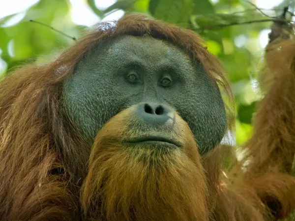 Orangután de Tapanuli.