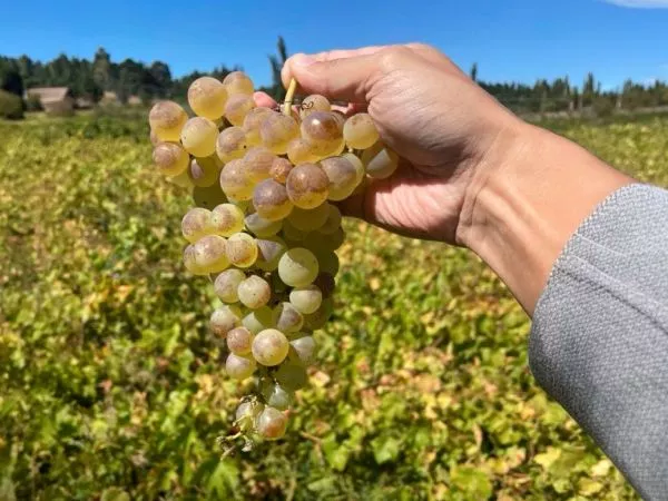 Viticultura chilena.