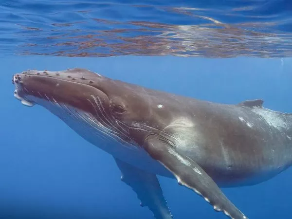 Ballena jorobada.