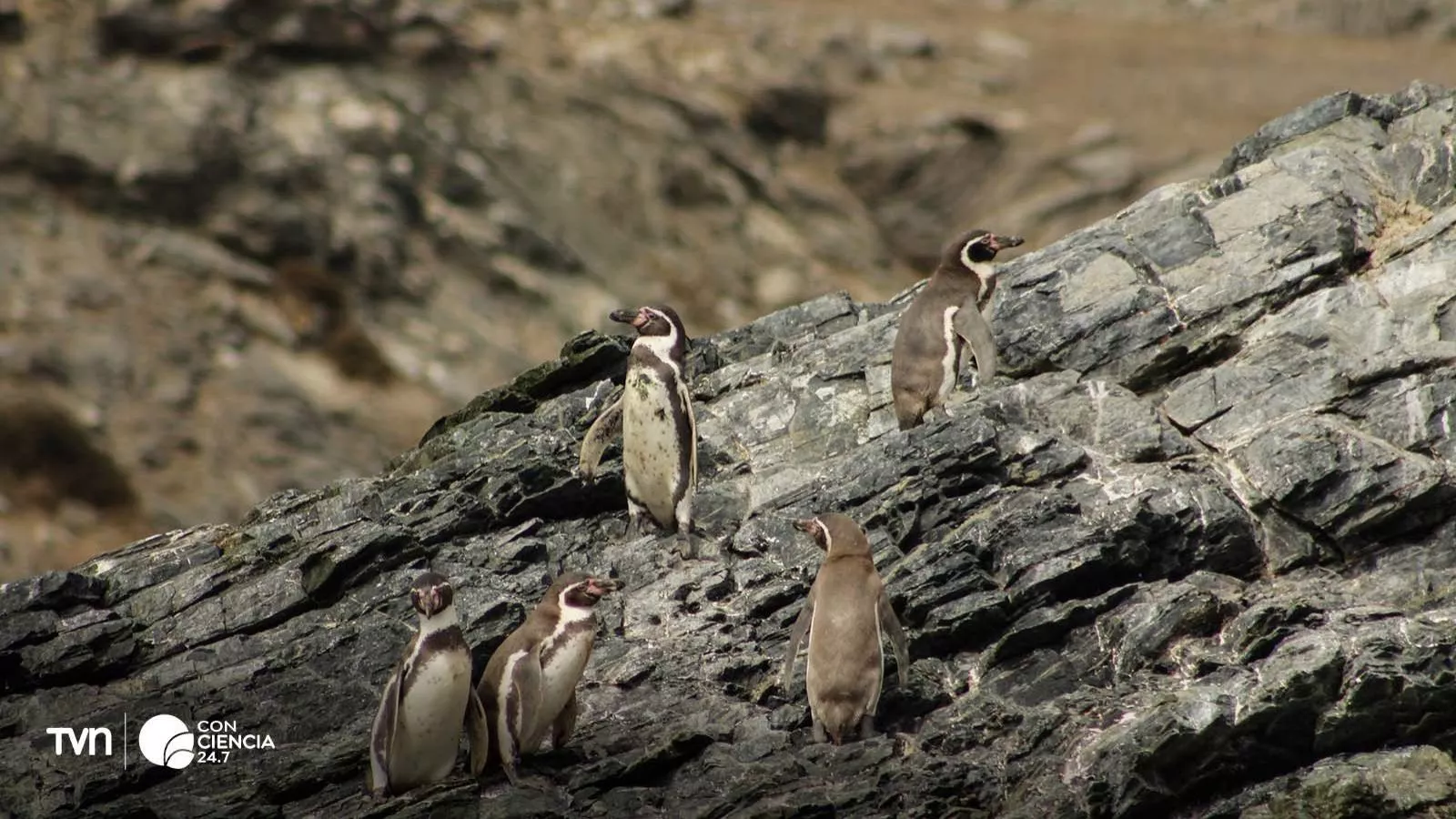 Pingüino de Humboldt.
