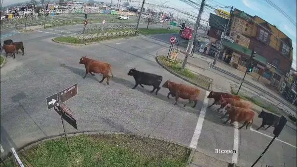 Fue faenado: encuentran toro que estaba perdido en Temuco tras volcamiento de camión