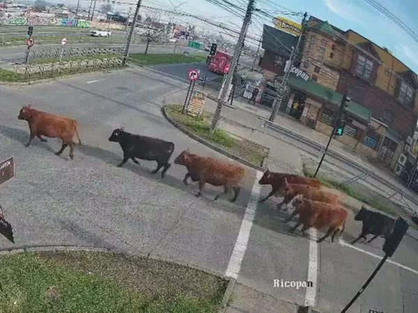 Fue faenado: encuentran toro que estaba perdido en Temuco tras volcamiento de camión