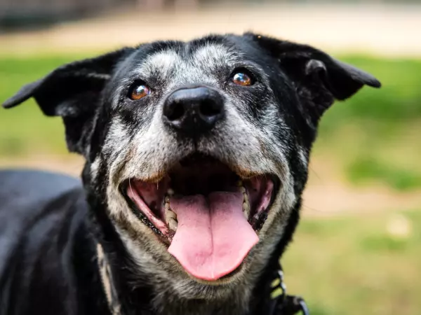 perro senior