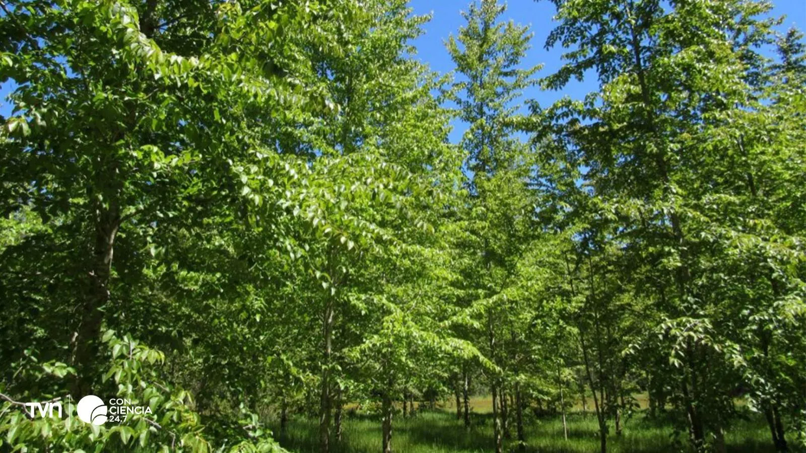 Bosque de ruil.