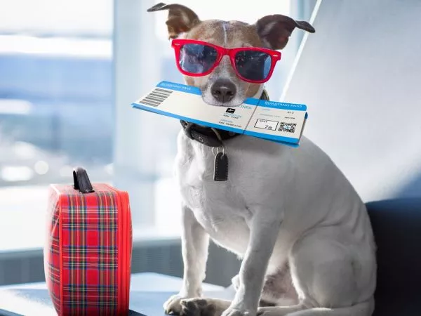 SAG exigirá microchip o tatuaje para ingreso de perros y gatos a Chile