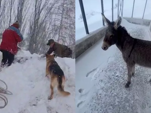 Burro atrapado camino a La Parva
