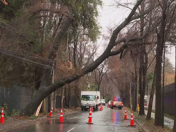 Las Condes: anuncian corte de luz de hasta cinco horas por árbol en riesgo de caer