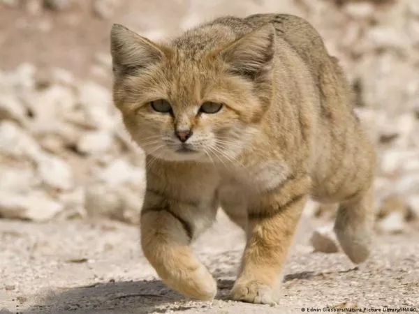 Gato de las arenas en Libia