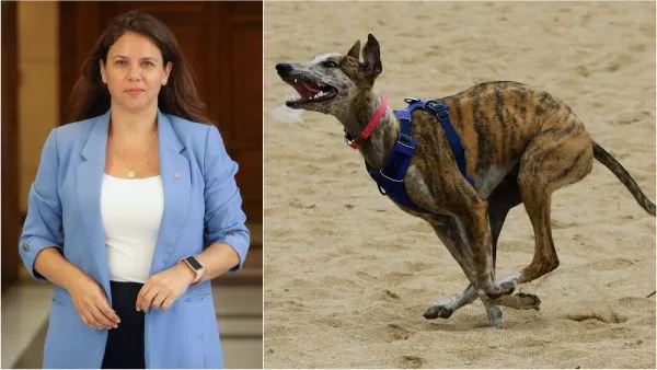 Diputada Mora (RN) pide prohibir carrera de perros galgos
