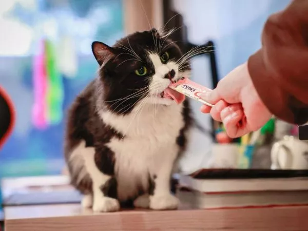 Condena inédita por maltrato animal: agresor de gato está inhabilitado de por vida para tener mascotas