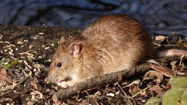 Ratón