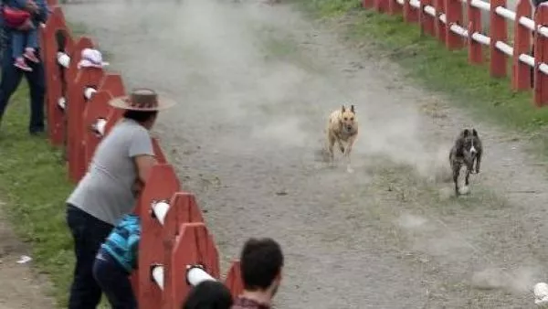 carrera de galgos